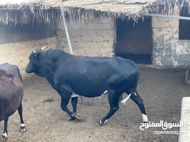 ثور ظفاري مطعوم طعام مزرعة سح وقت