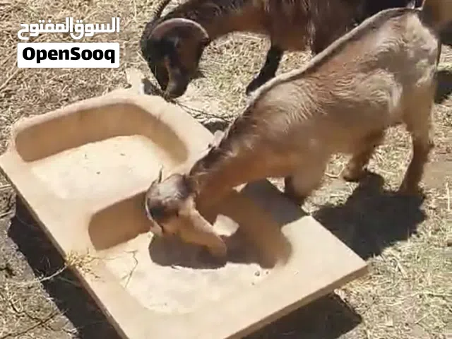 4 عنزات بصلاه ع النبي اقرا الوصف