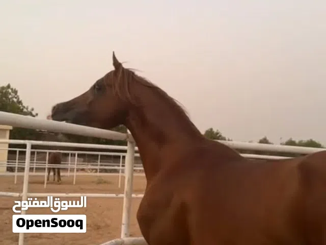 خيل فحل العمر اربع سنوات و نص حالته الصحية مثالية في راس الخيمة