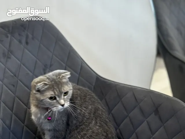 سكوتش ستريت ، السعر قابل للتفاوض
