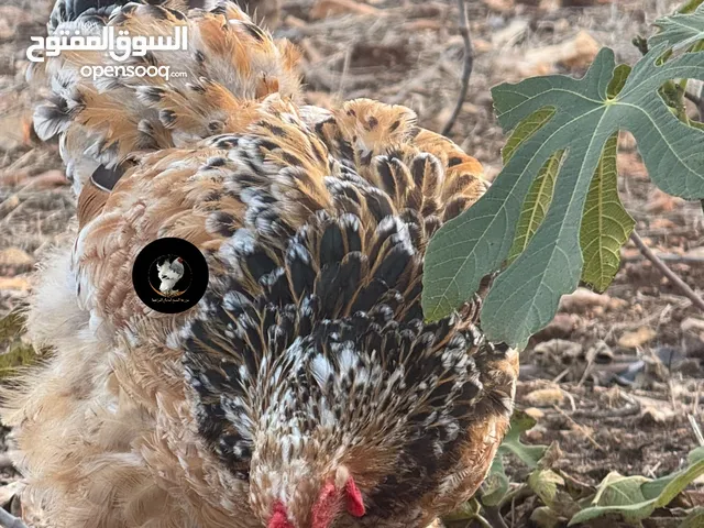 مطلوب جاجتين بورسلان