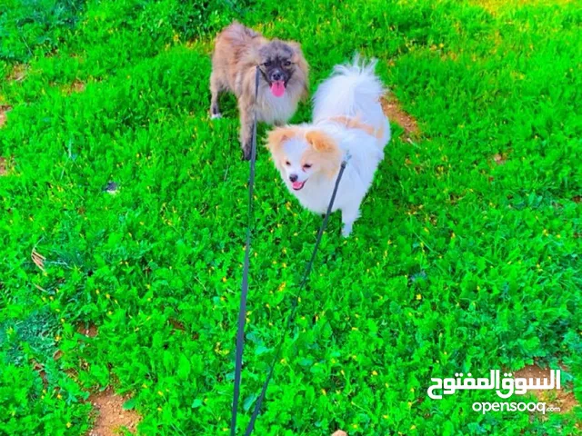 اصدقائي الكلبين للبيع الي بحب يوخذهم مع بعض بزبط ولي بدو بس واحد برضو بزبط ماخذين كل المطاعيم