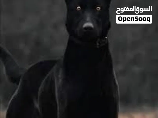 كلب مالينو بلجيكي