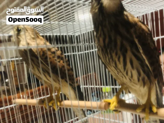 كوبيه ربي يبارك ريش تام مروضات مزال يزيدو ف حجم عمر تلات شهور ونص