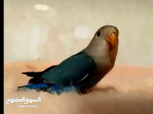 روز وكنار مع قفصين مع توصيل مجاني لجميع انحاء المملكة