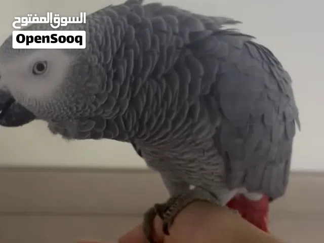 african grey kasko Friendly and tamed 5 years jambo size