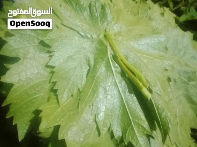 من عنجره ورق عنب سوادي حامض ورقه ناعمه 4دنانير الكيلو