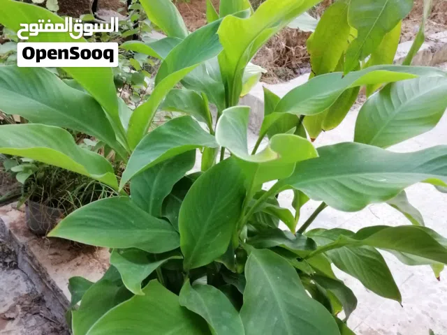 زريعه منزليه