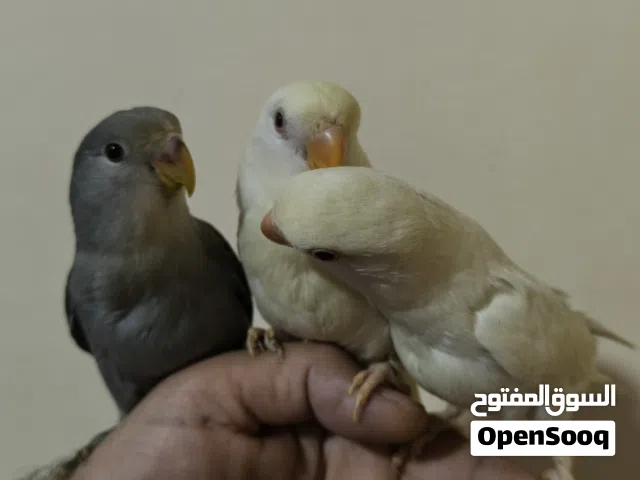 3 ببغاء روز اليف  تناديه يجيك طيران عمر شهرين التفاصيل في الوصف و الصور توضح شكل  الطيور و الوانهم