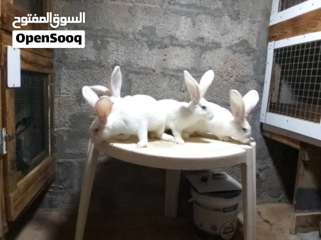 انتاج جامبو ماشاء الله
