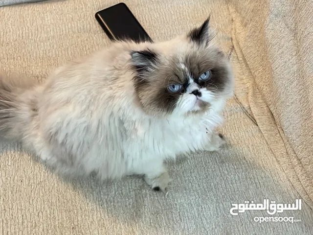 قطه هاملايا لعوب جدآ