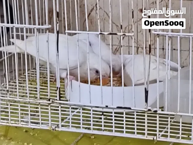 للبيع أزواج و فروخ البينو