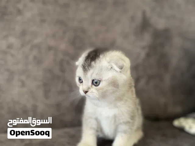 قطط سكوتس وهيمالايا مميزه جدا بسم الله ما شاء الله