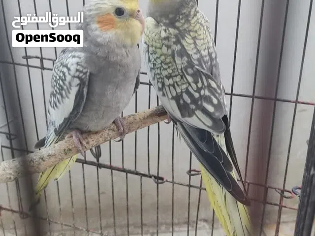 عصفور كوكتيل ايزابيل للبيع اليف 100% اذا مش جاد لا تبعث