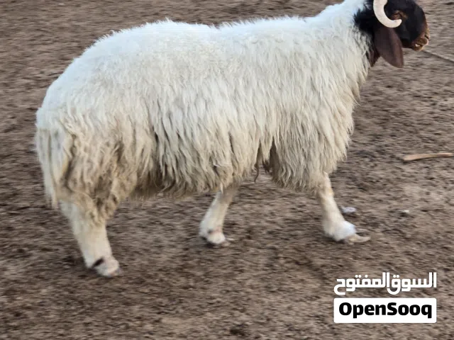 للبيع خرفان نعيمي