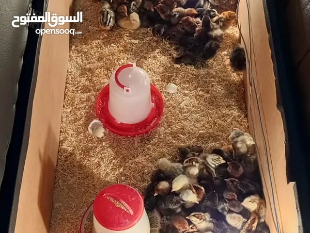 500صوص بلدي وفيومي لوهمان مطروحي للبيع