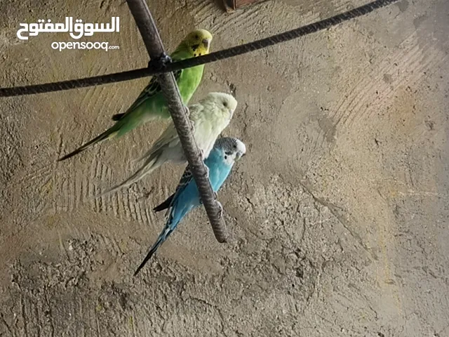 طيور حب 4 جواز