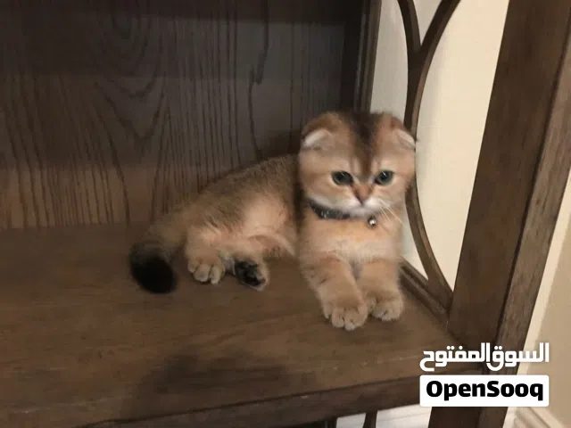 سكوتش فولد و ستريت قولدن