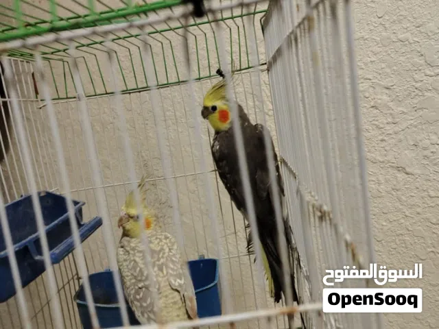 كوكتيل شغالات