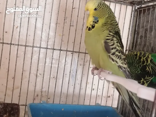 جواز حب انجليزي للبيع او للبدل كل اشي اله سعره وفيه دن فالو