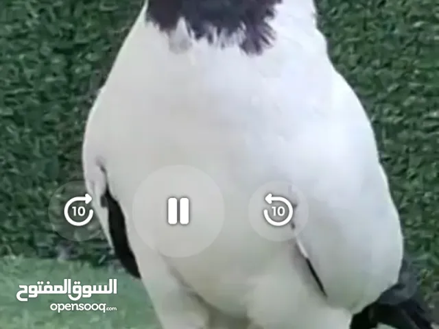 ارباش الماني اسود طير حمام على الأول