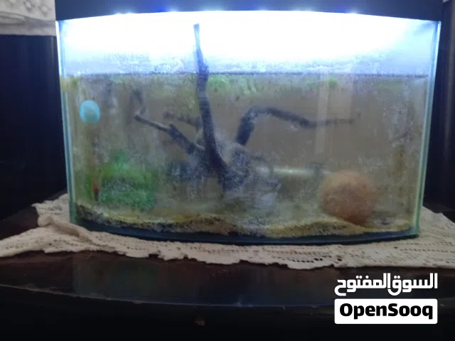السلام عليكم، للبيع حوض سمك فايتر مجهز بالكامل من الصفر بأغراض وإضافات احترافية ونظيفة جداً