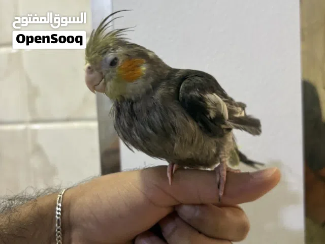 فرخ كوكتيل