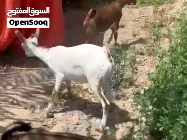 تيوس صلاالي سمنه ماشاء الله
