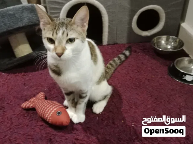 Young Male cat available for FREE adoption