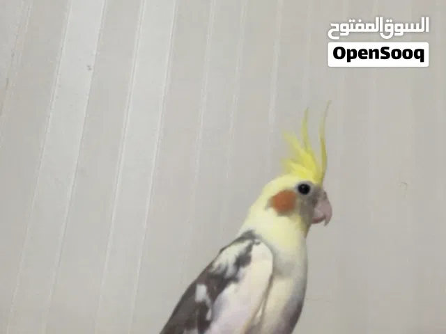 كوكتيل ذكر اليف (الوصف)
