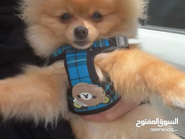 بو مرينيان عمره 5 شهور