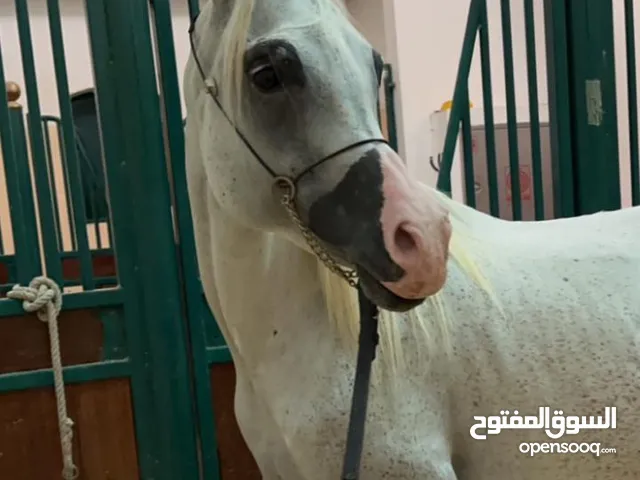 حصان عربي جمال