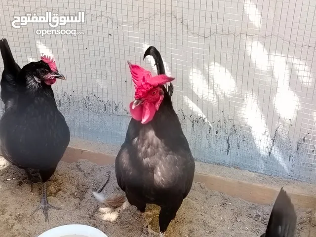 Incubation Austerlop Eggs بيض الاسترالوب للتحضين