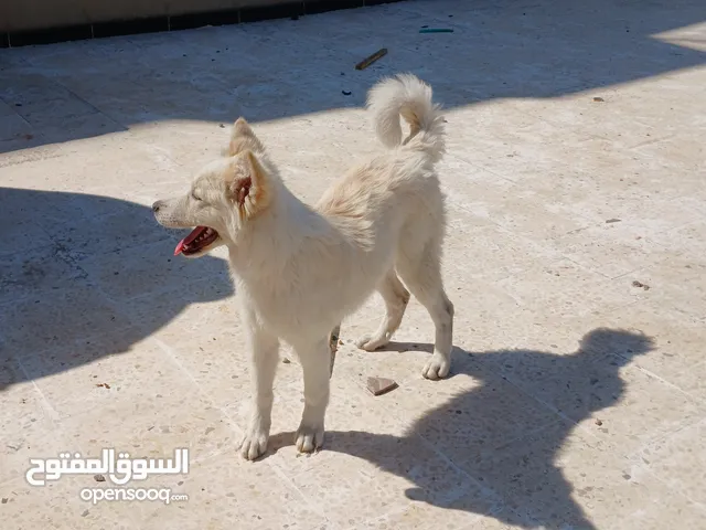 كلبة انثى ساموايد لون ابيض وبني  للبيع تم التعديل على الاعلان
