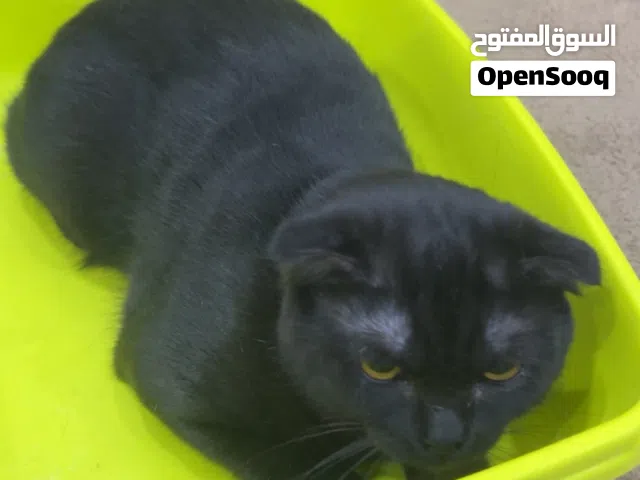 قطط اثنين ذكور للبيع