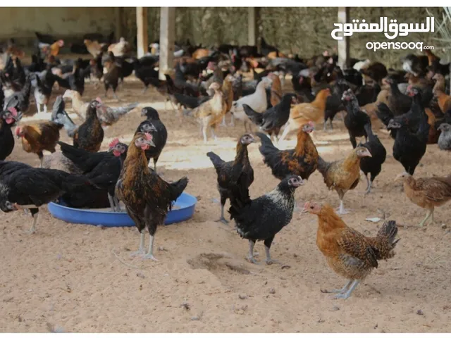 دجاج قعاد للبيع