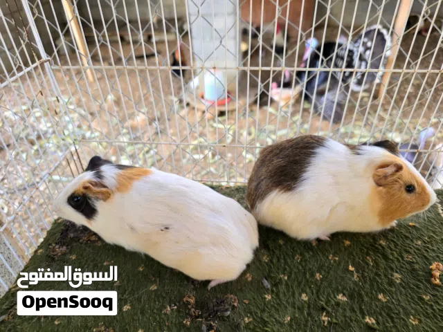 همتارو جيني بيج للبيع فقط
