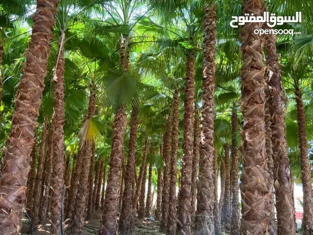 نقوم بتوريد وزراعه النخل الواشنطني