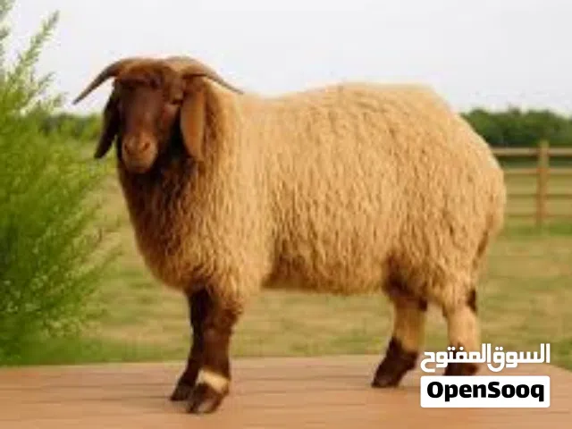 دبح اضاحي العيد