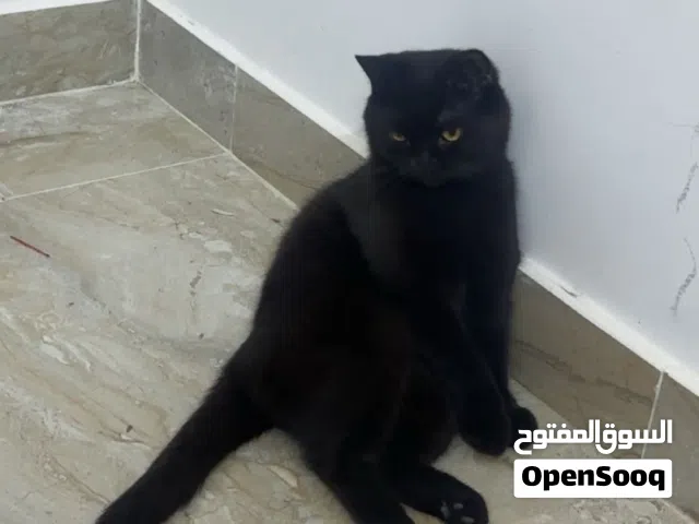 قطط سكوتش فواد ذكر للتزاوج