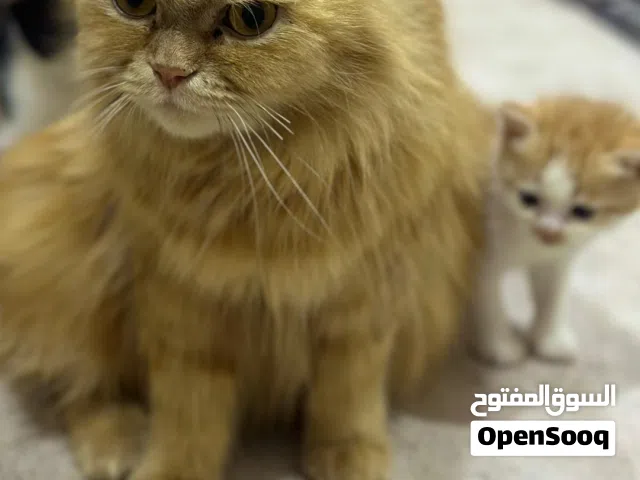 قطة شيرازي مع خمس اطفال للبيع
