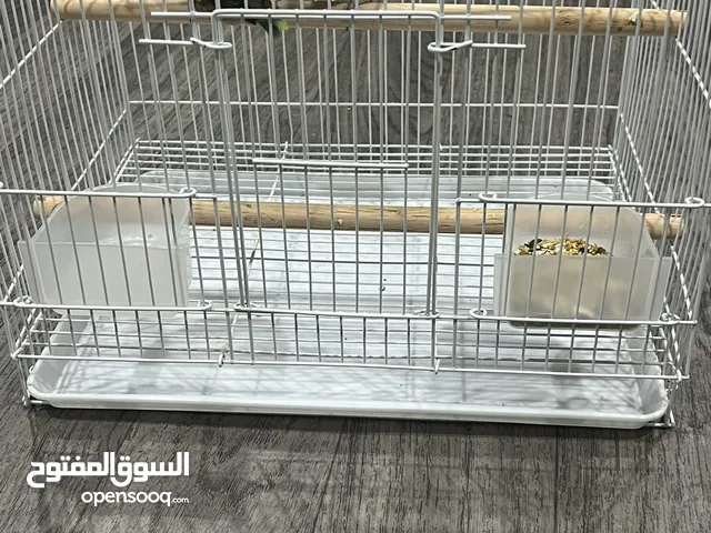 البيع زوج فيشر مع القفص العمر من6 شهور الى8 شهور وصحتهم طيبه 20 مع التوصيل