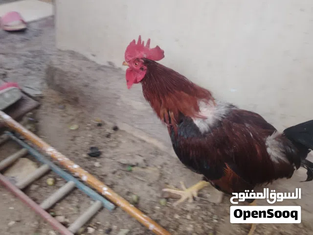 ديك عرب عراقي احمر