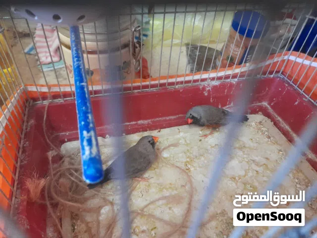 جوزين طفران للبيع