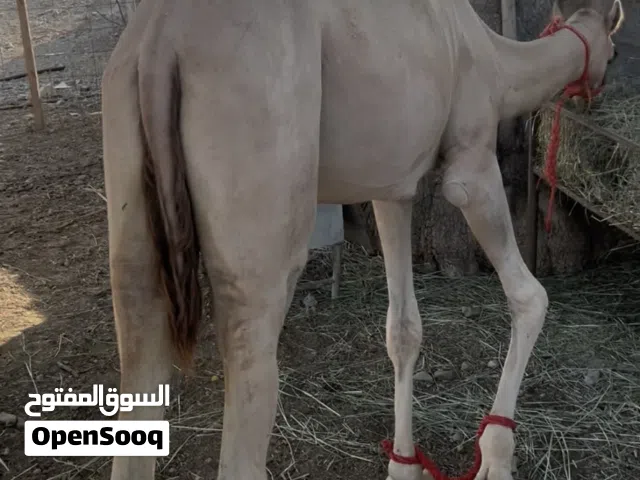 بكره فطيم تسفر حجه بكره من مربط طيب