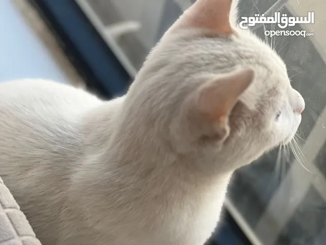 قط تركي انغوار