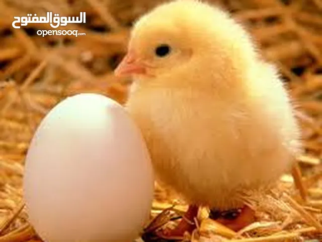 صوص بلدي ... مادبا ام الرصاص