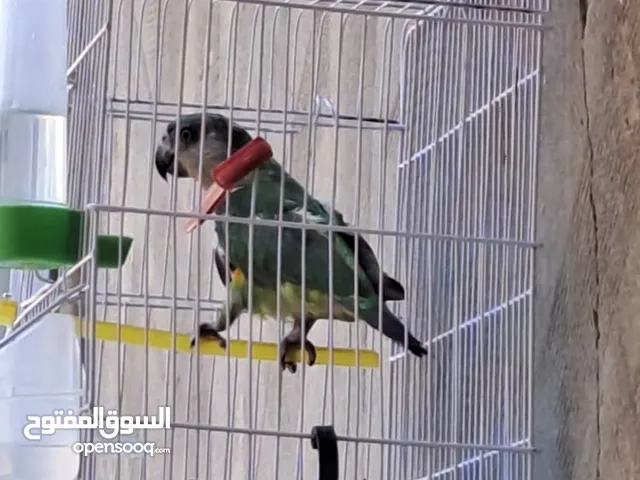 ببغاء سنغالي للبيع
