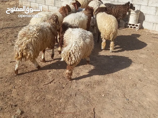 11عبور علف شعير