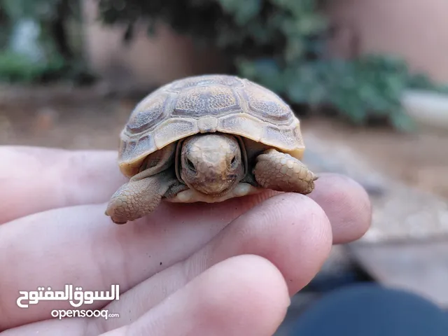 سلحفه صغير للبيع الحجم صغير ب 6